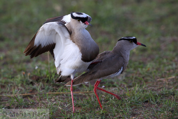 5Mar Crowned Plover Mating