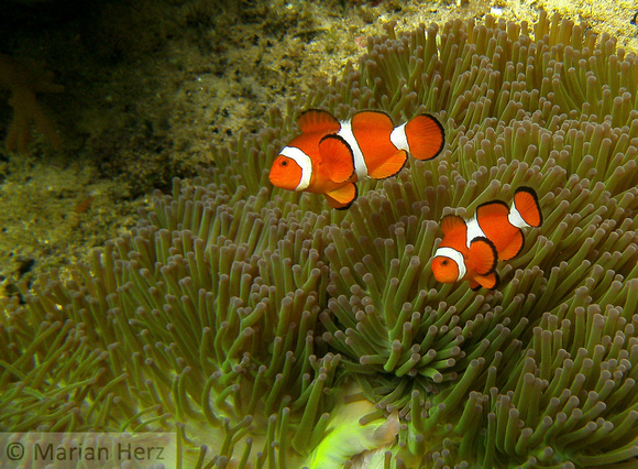 Anemone Fish False Clown 2
