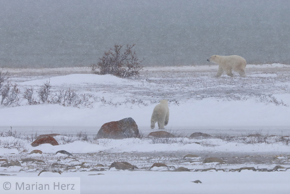 17Ch Polar Bears in Snow