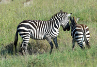 633Ng Common Zebra