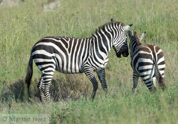 633Ng Common Zebra