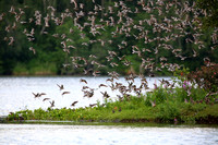 10Sew Short-billed Dowitcher and Hudsonian Godwit