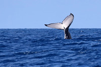 14SB Humpback Whale 4A TailSlapping or Tail Breaching (4)