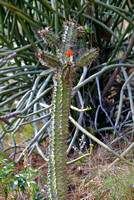 16LP Cactus