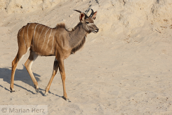 372Cho Kudu at Mineral Lick (5)