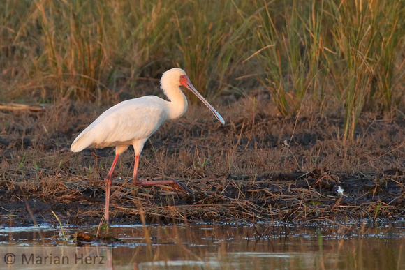 355Cho African Spoonbill (3)