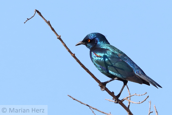 183Khw Cape Glossy Starling