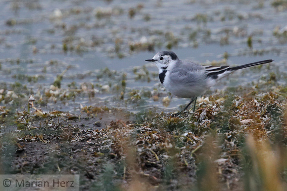 116Dad White Wagtail