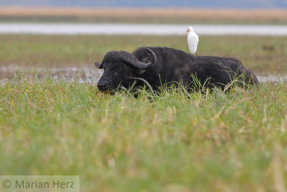 328Cho Cape Buffalo with Cattle Egret