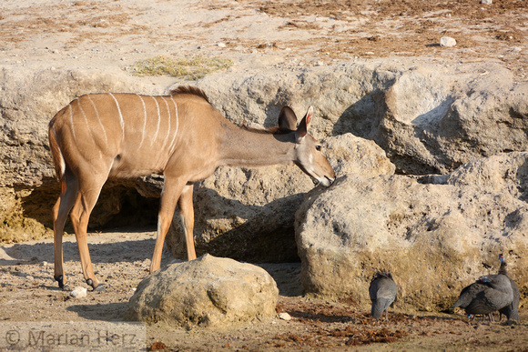 371Cho Kudu at Mineral Lick (3)