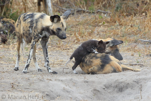 216Sav African Wild Dogs at Den (32)