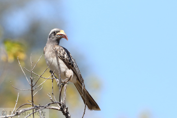 108Khw African Grey Hornbill