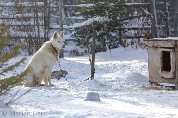 8Ch Sled Dog