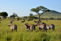638Ng Common Zebra