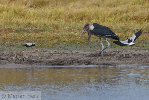 160Khw Marabou Stork Being Attacked by Lapwing (3)