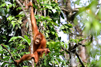7Sem Bornean Orangutan (28)