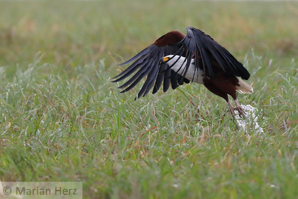 325Cho African Fish Eagle (3)