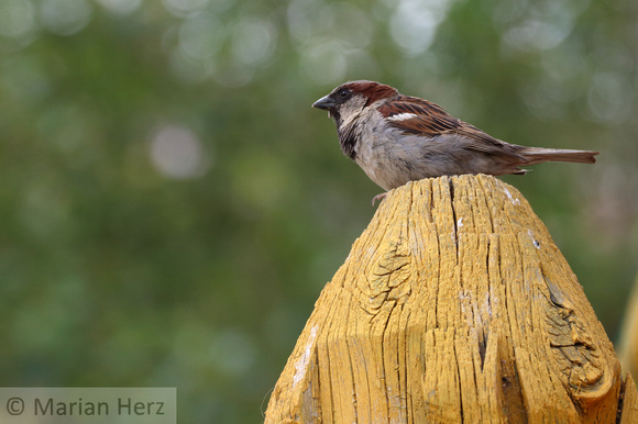 414Erd House Sparrow