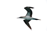 17Gen Blue Footed Booby