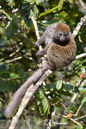 549And Lemur, Eastern Bamboo