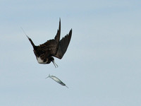 Booby and Frigate Bird Battle