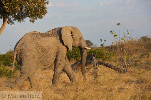 36Mor African Elephant (7)