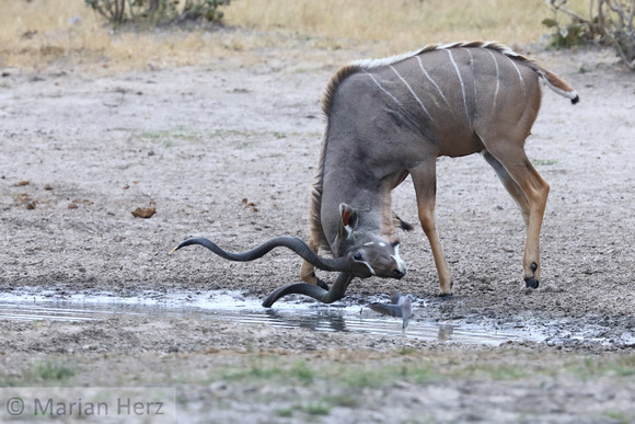 256Sav Kudu Sharpening Horns M