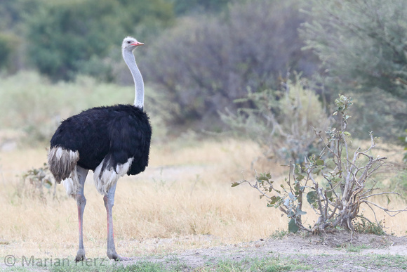 266Sav Ostrich (1)