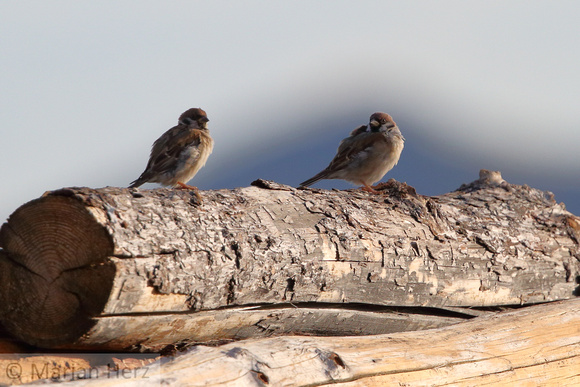 97Dad Eurasian Tree Sparrow