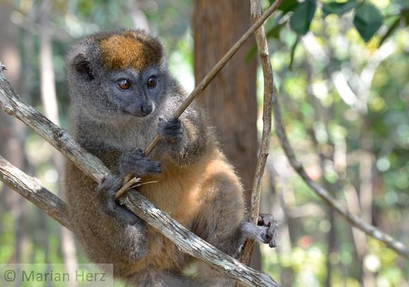 551And Lemur, Eastern Bamboo