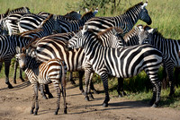 642Ng Common Zebra