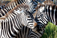 634Ng Common Zebra