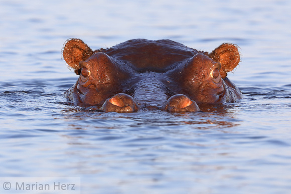 368Cho Hippopotamus (6)