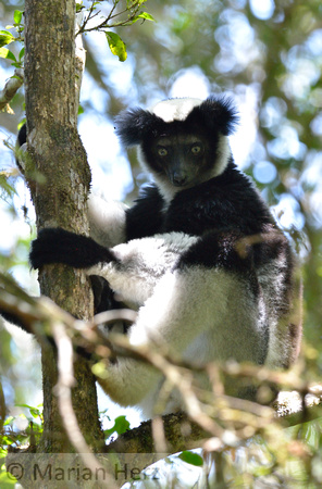 571And Lemur, Indri